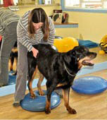 Canine V: Elective - From Head to Tail: Treatment of Common Canine Conditions -151