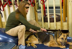Canine V: Elective – From Head to Tail: Treatment of Common Canine Conditions