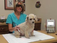 Introduction to Companion Animal Laser Therapy