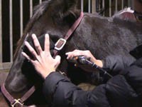 Introduction to Equine Laser Therapy-0