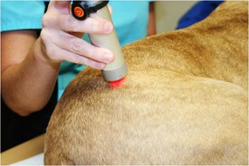 Lasers Therapy Principles in the Companion Animal Practice