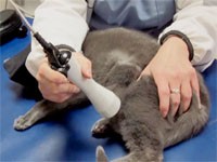 The Practical use of Therapeutic Lasers in a Companion Animal Rehabilitation Practice