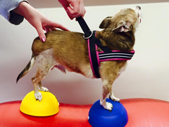 2015 Fall Into Rehab, Advanced Approaches to Canine Rehabilitation (On Demand)-0