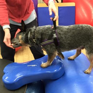 2015 Fall Into Rehab, Advanced Approaches to Canine Rehabilitation (On Demand)