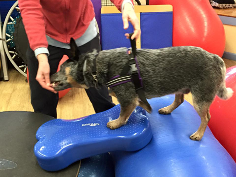 2015 Fall Into Rehab, Advanced Approaches to Canine Rehabilitation (On Demand)-168