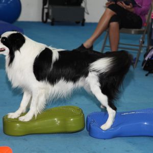 CCFT I – Certified Canine Fitness Trainer Program (CCFT) Online Lecture Course