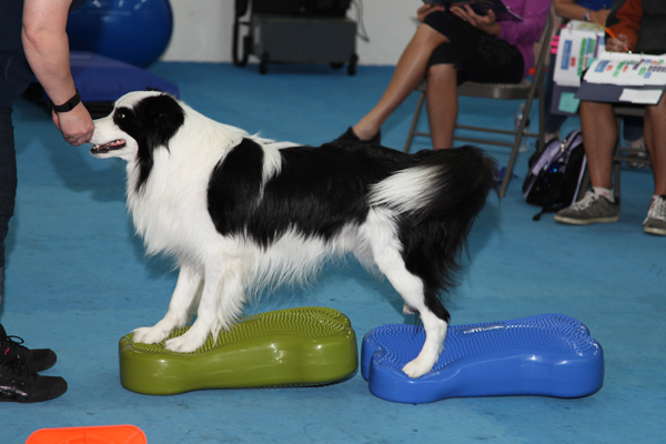 CCFT I - Certified Canine Fitness Trainer Program (CCFT) Online Lecture Course-248