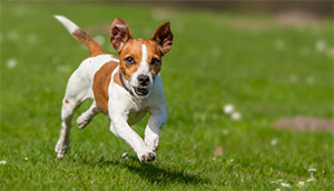 Canine V:  Elective (NEW!):  Canine Sports Medicine