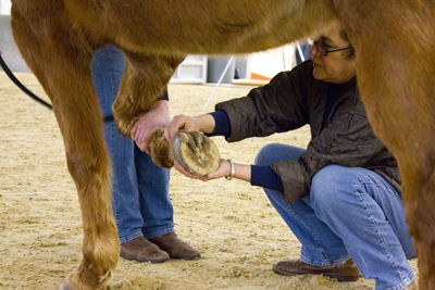 Equine II: Live Hands-on Labs: Knoxville, TN - August 3 - 9, 2020-1085